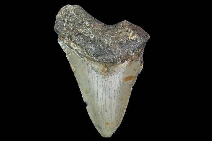 Bargain, Fossil Megalodon Tooth - North Carolina #91671